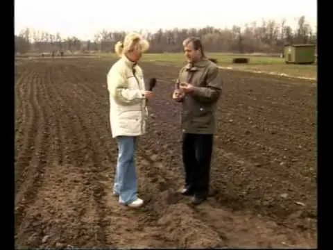 How to properly prepare potatoes for planting: the secrets of agronomists