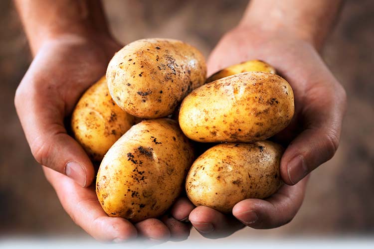 How to properly prepare potatoes for planting: the secrets of agronomists