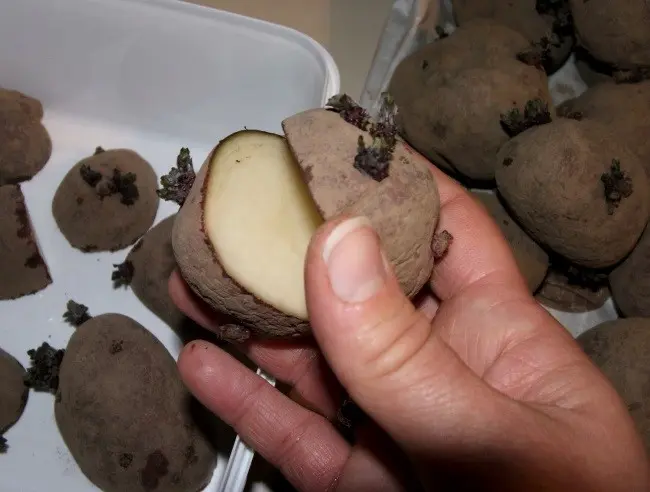 How to properly prepare potatoes for planting: the secrets of agronomists