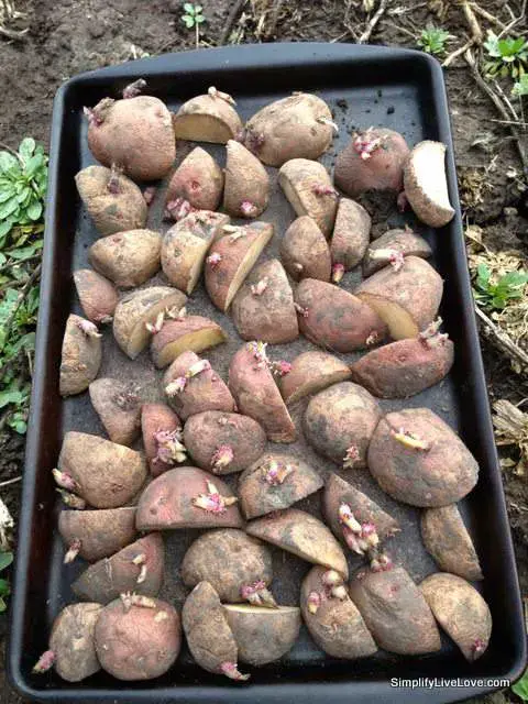 How to properly prepare potatoes for planting: the secrets of agronomists