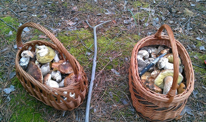 How to properly process milk mushrooms after picking