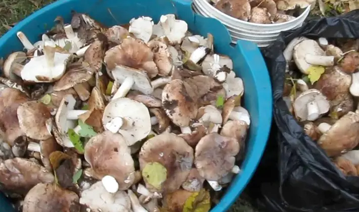 How to properly process milk mushrooms after picking