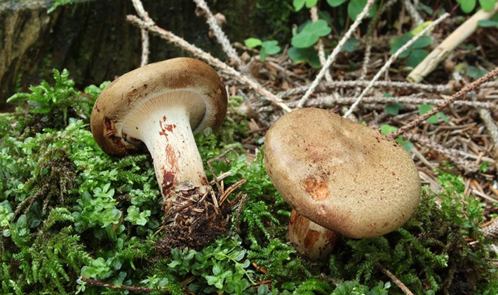 How to properly process milk mushrooms after picking