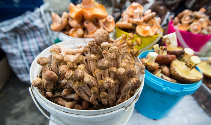 How to properly process milk mushrooms after picking