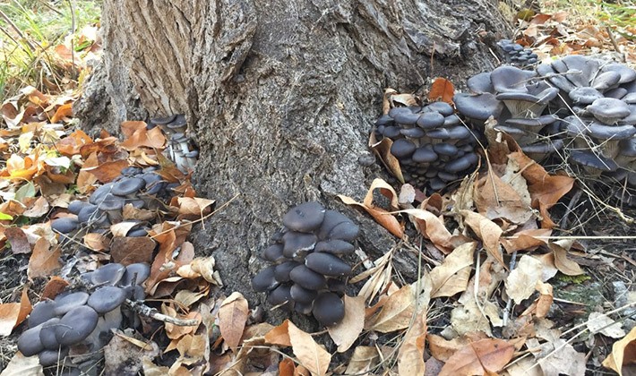 How to properly process milk mushrooms after picking