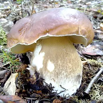 How to properly process porcini mushrooms after harvest