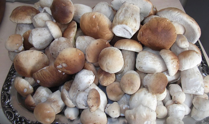 How to properly process porcini mushrooms after harvest