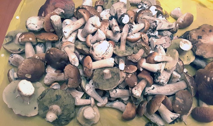 How to properly process porcini mushrooms after harvest