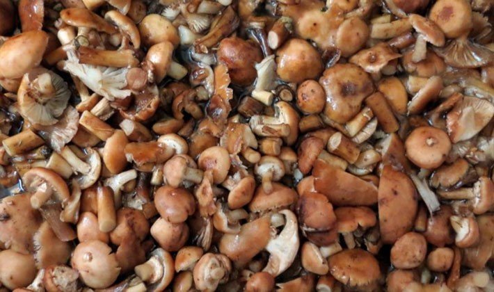 How to properly process porcini mushrooms after harvest