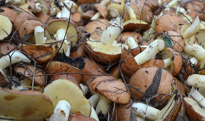 How to properly process porcini mushrooms after harvest