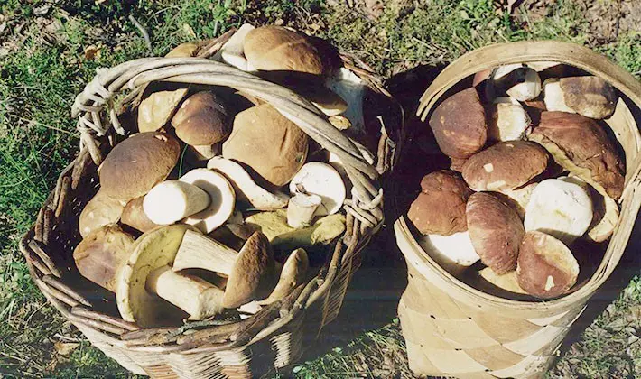 How to properly process porcini mushrooms after harvest