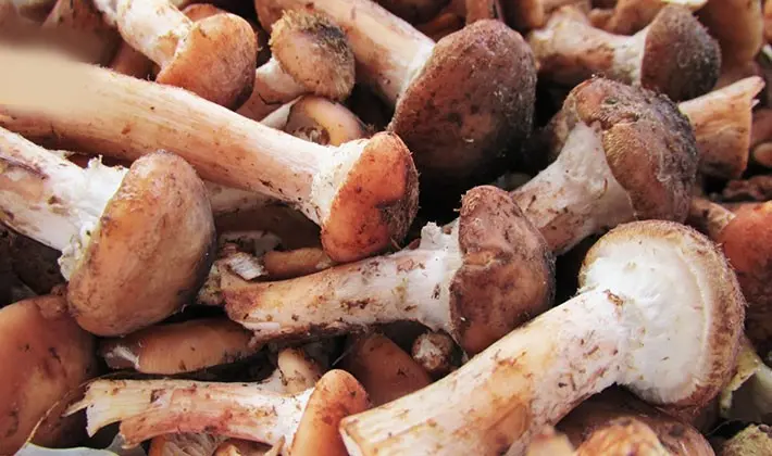 How to properly process porcini mushrooms after harvest