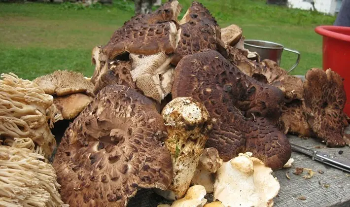 How to properly process porcini mushrooms after harvest