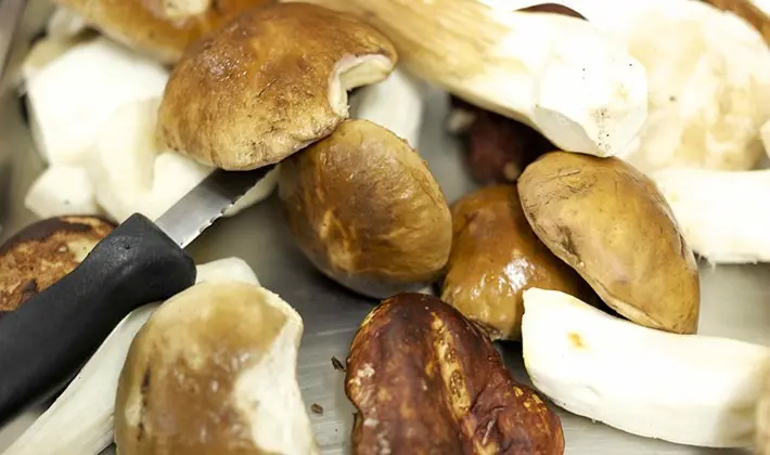 How to properly process porcini mushrooms after harvest