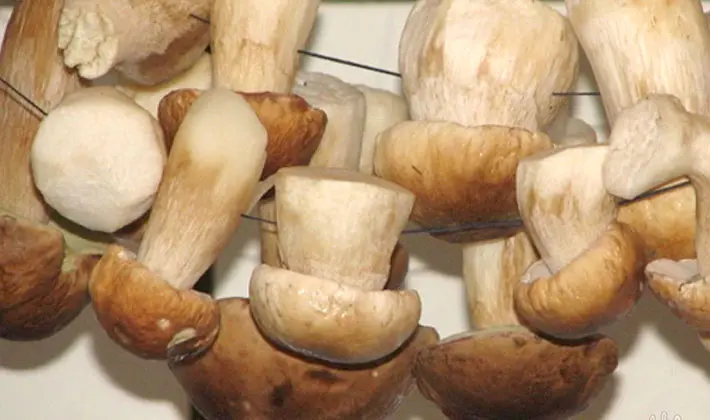 How to properly process porcini mushrooms after harvest