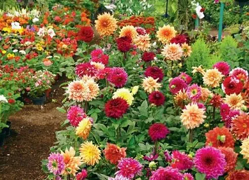 How to properly store dahlias after digging