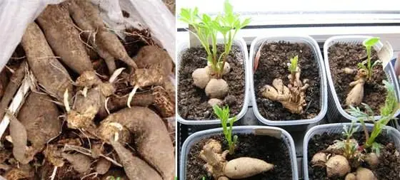 How to properly store dahlias after digging