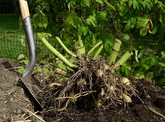 How to properly store dahlias after digging