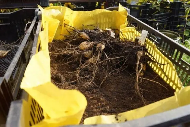 How to properly store dahlias after digging