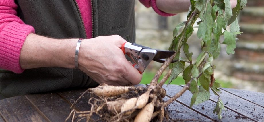 How to properly store dahlias after digging