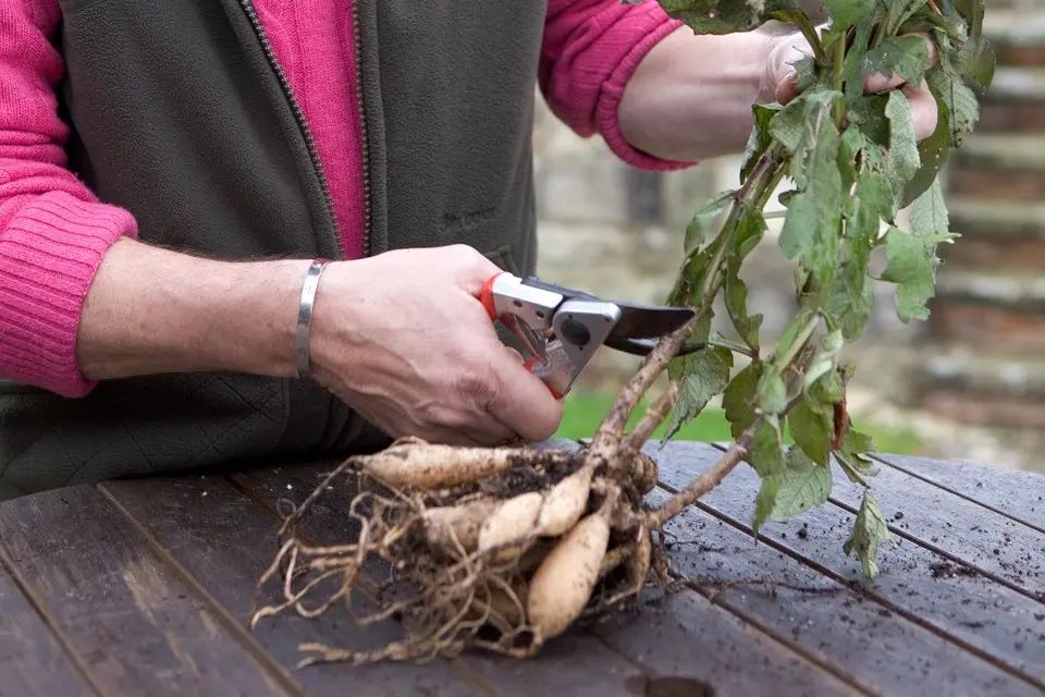 How to properly store dahlias after digging