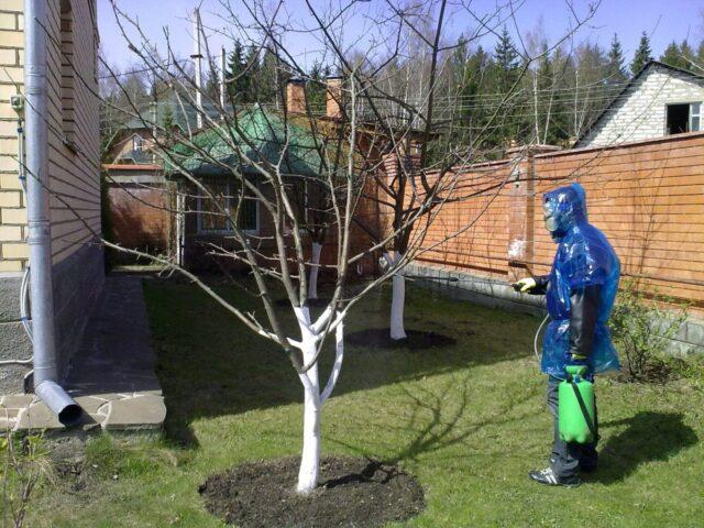 How to properly treat an apple tree with copper sulphate in spring and autumn