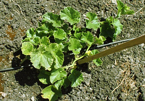 How to properly water melons