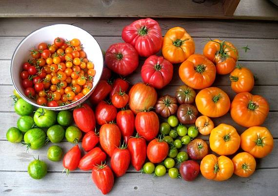 How to properly water tomatoes with iodine