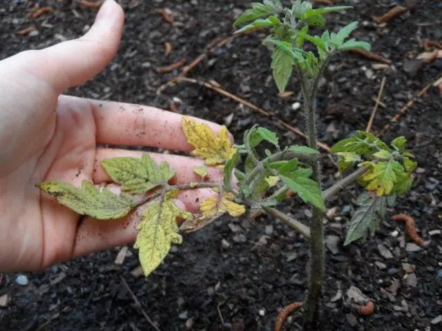 How to properly water tomatoes with iodine