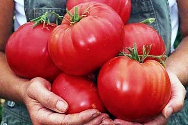 How to properly water tomatoes with iodine