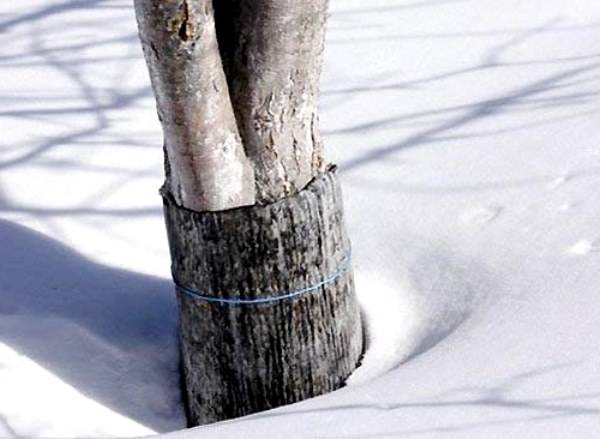 How to protect an apple tree from rodents in winter