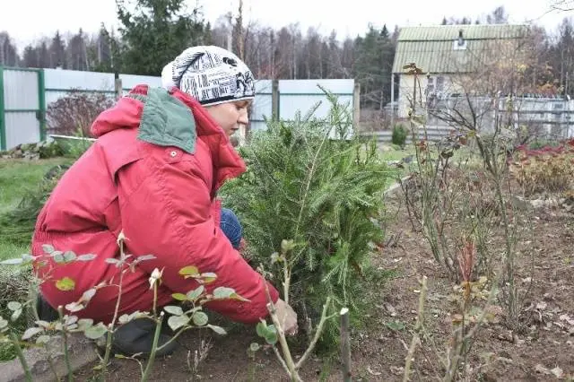 How to protect an apple tree from rodents in winter