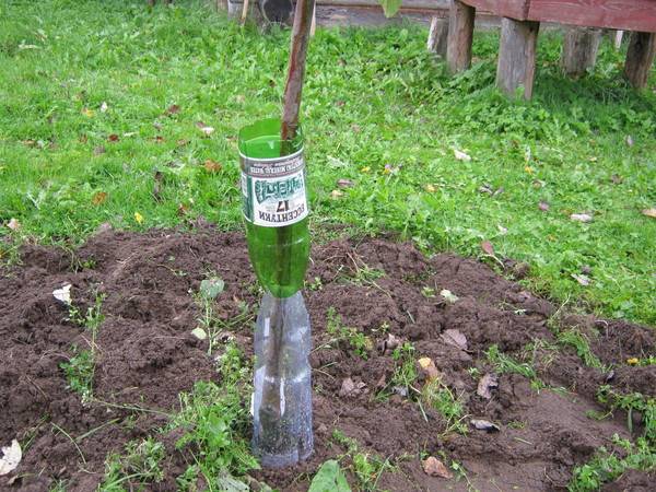 How to protect an apple tree from rodents in winter