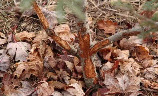 How to protect an apple tree from rodents in winter