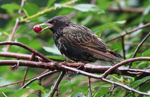 How to protect cherries from birds and save fruits, effective ways to scare away with a photo