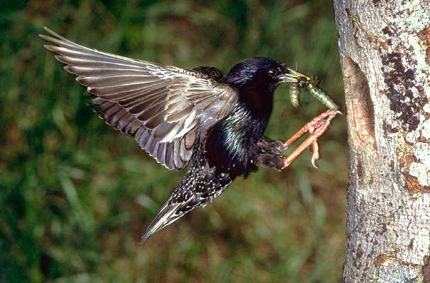 How to protect cherries from birds and save fruits, effective ways to scare away with a photo