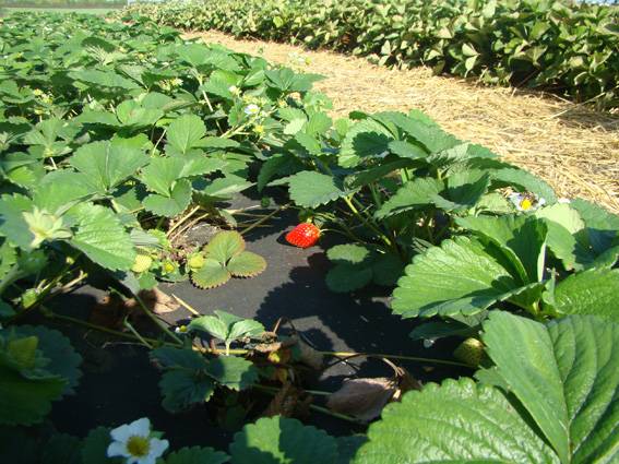 How to protect strawberries from weeds 