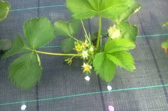 How to protect strawberries from weeds 