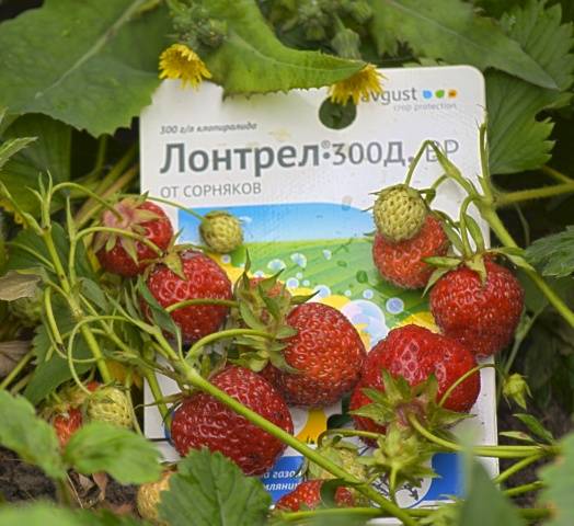 How to protect strawberries from weeds 