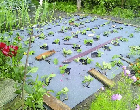 How to protect strawberries from weeds 