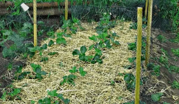 How to protect strawberries from weeds 