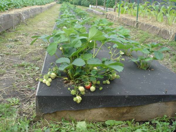 How to protect strawberries from weeds 