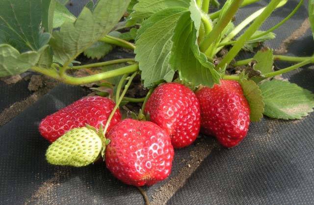 How to protect strawberries from weeds 