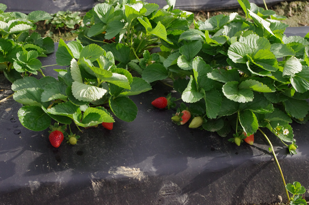 How to protect strawberries from weeds 