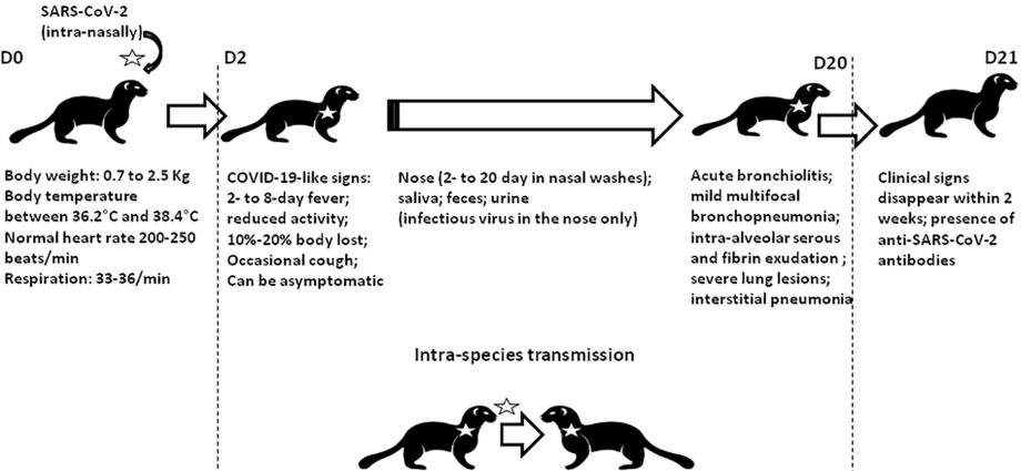 How to protect yourself from infection with the BA.5 mutation? Dr. Afelt&#8217;s advice must be taken to heart