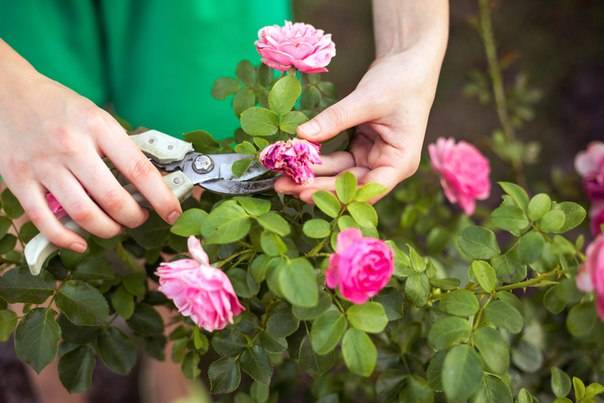 How to prune a climbing rose + video