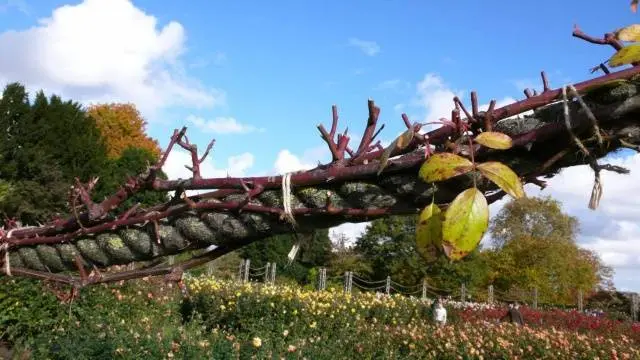 How to prune a climbing rose + video