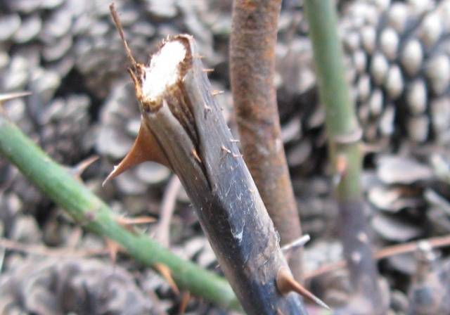 How to prune a climbing rose + video