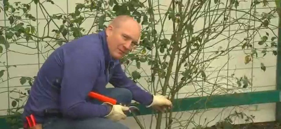 How to prune a climbing rose + video