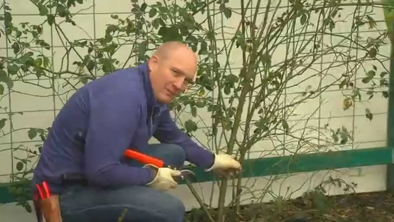 How to prune a climbing rose + video